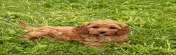 Cavapoo dogs for sale: Toy Cavapoo Puppies - Advert 3