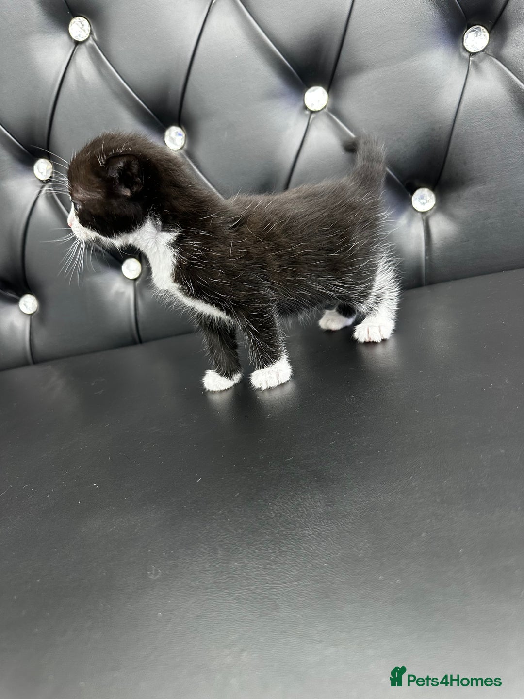 Norwegian Forest Cat cats for sale: 🐾 Adorable Kittens Looking for Loving Homes 🐾 - Advert 6