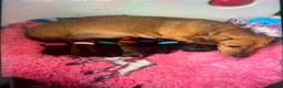 Dachshund dogs for sale: KC Miniature Smooth haired Dachshund  in Middlesbrough - Advert 14