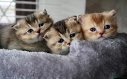 Munchkin cats for sale: Munchkin kittens - Advert 5