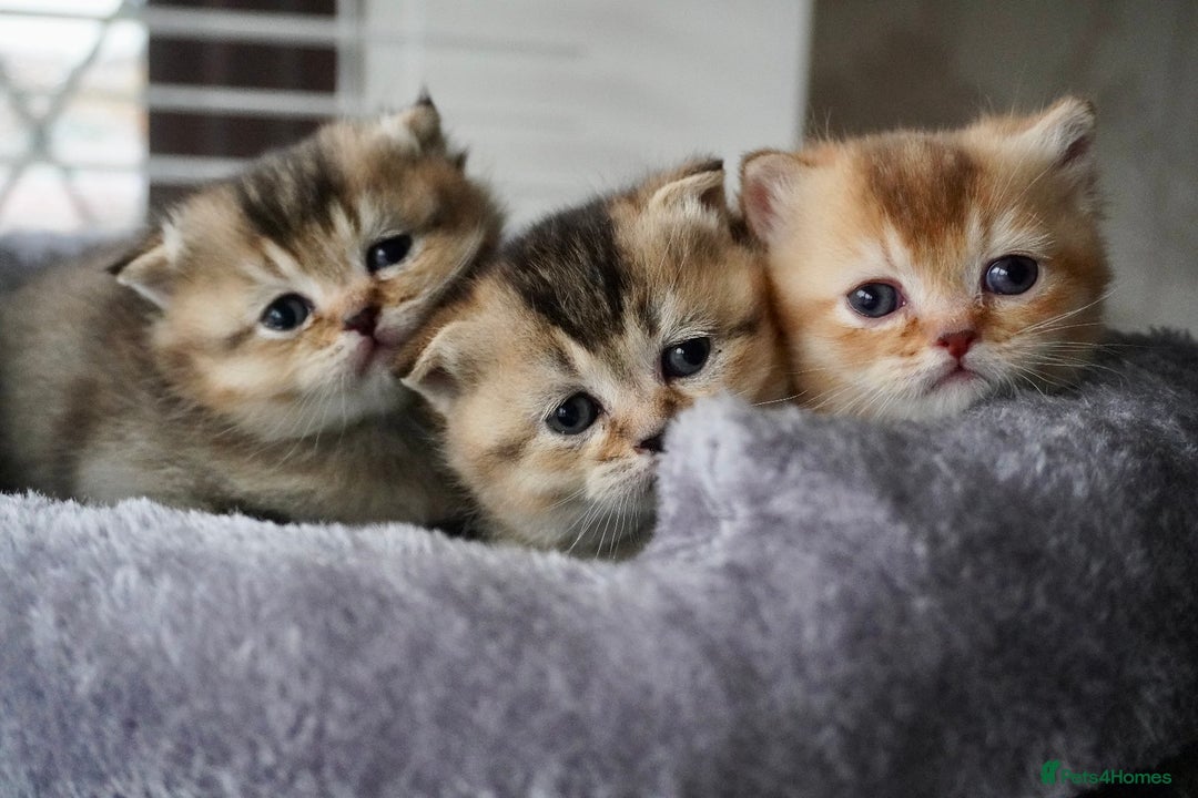 Munchkin cats for sale: Munchkin kittens - Advert 5