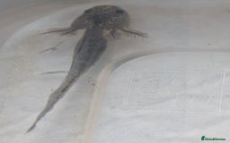 Axolotl reptiles for sale: *reduced*Rare Baby Lavender and wild type axolotl  - Image 21