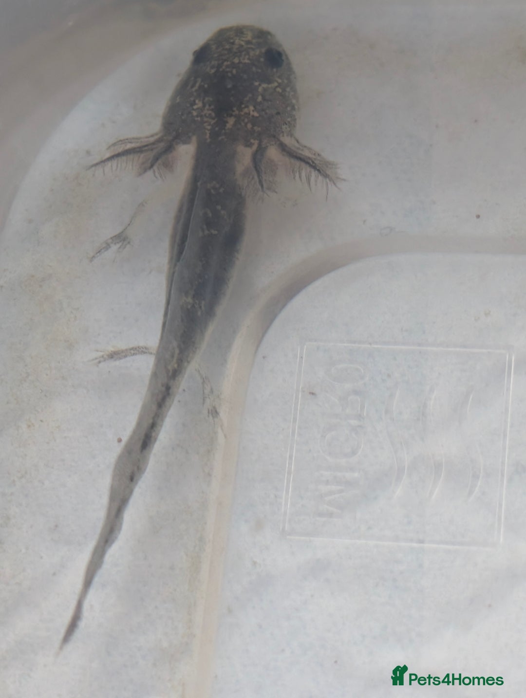 Axolotl reptiles for sale: *reduced*Rare Baby Lavender and wild type axolotl  - Image 21