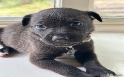 Mixed Breed dogs for sale: Staffy x Belgian Malinos  - Image 22