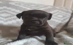 Patterdale Terrier dogs for sale: PATTERDALE TERRIER SMOOTH HAIRED MOTHER  - Image 15