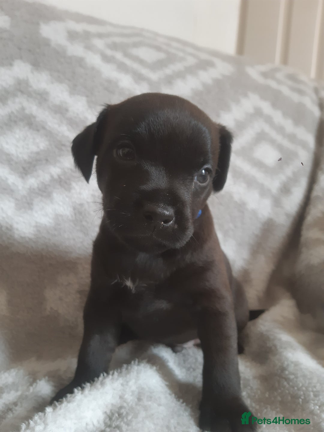 Patterdale Terrier dogs for sale: PATTERDALE TERRIER SMOOTH HAIRED MOTHER  - Image 15