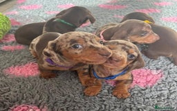 Miniature Dachshund dogs for sale: STUNNING MINIATURE DACHSHUND PUPPIES - Image 8