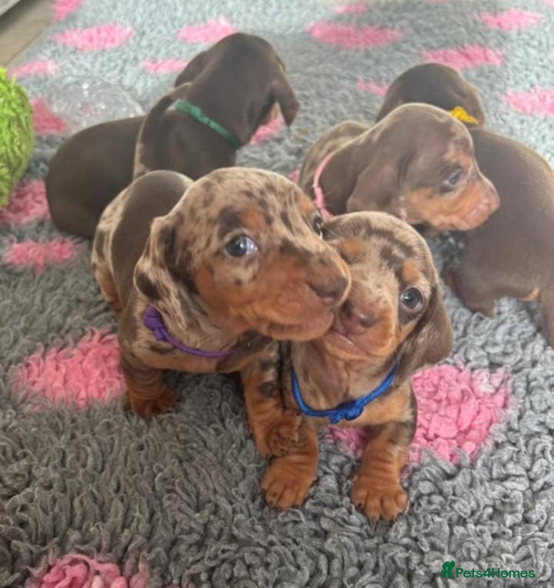 Miniature Dachshund dogs for sale: STUNNING MINIATURE DACHSHUND PUPPIES - Image 8