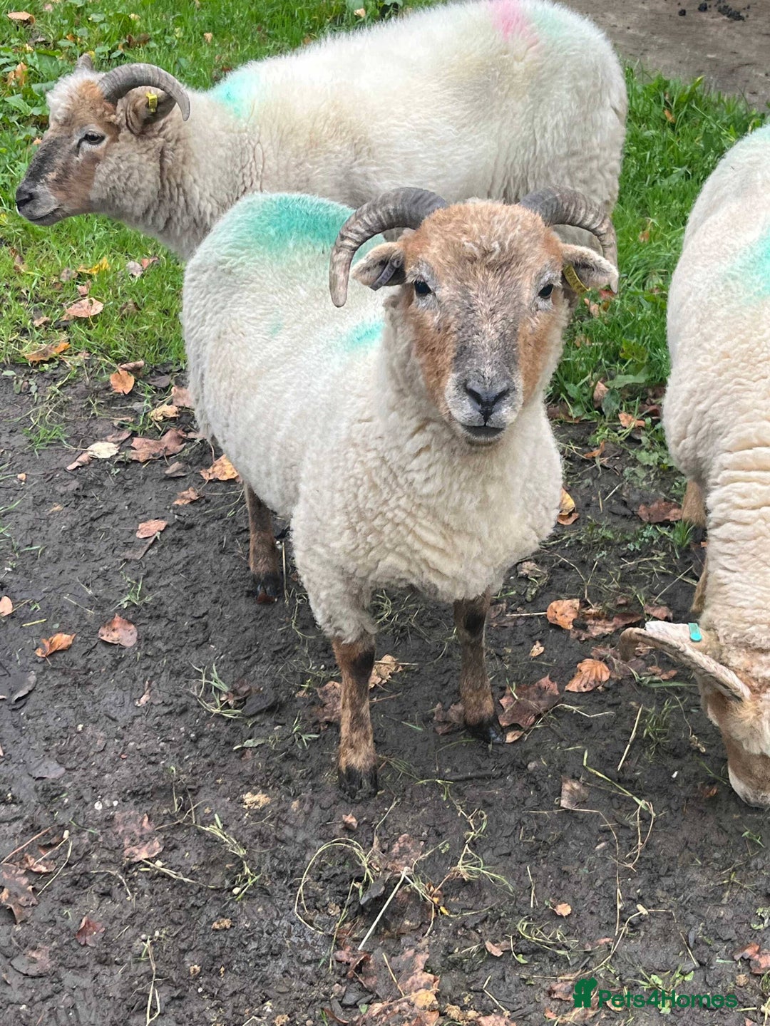 Sheep livestock for sale: 2 x Portland sheep for pet homes - Image 2