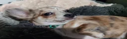 Chihuahua dogs for sale: Chihuahua girl blue+lilac merle on cream 5m - Advert 4