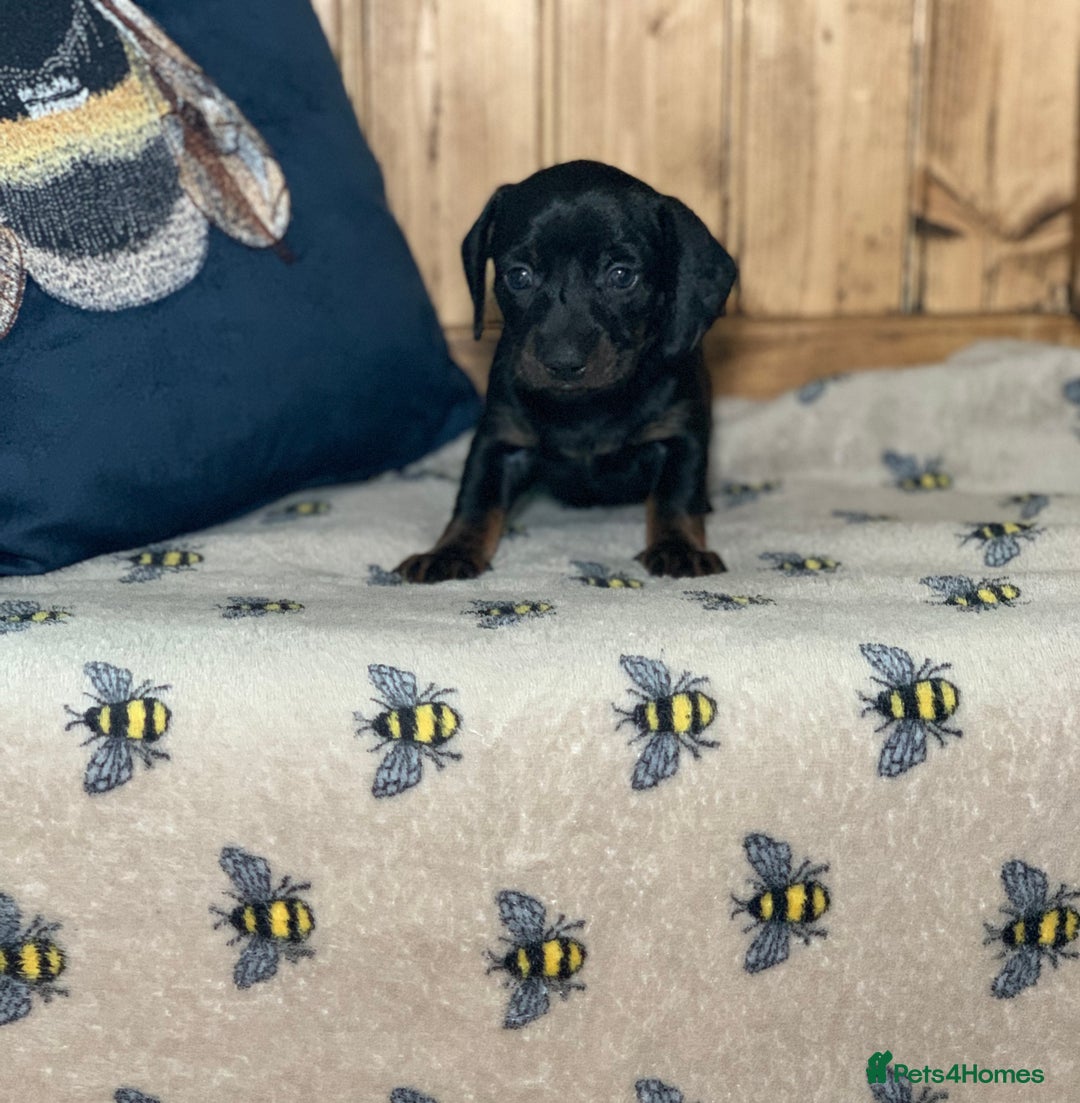 Miniature Dachshund dogs for sale: Beautiful mini dachshund puppies pra clear - Image 2
