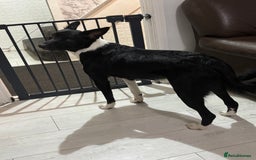 Border Collie dogs for sale: 8 month old male border collie - Image 2