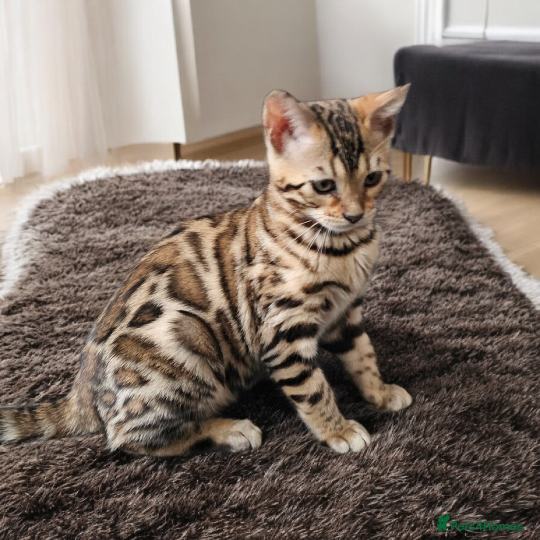 Bengal cats for sale: bengal  - Advert 8