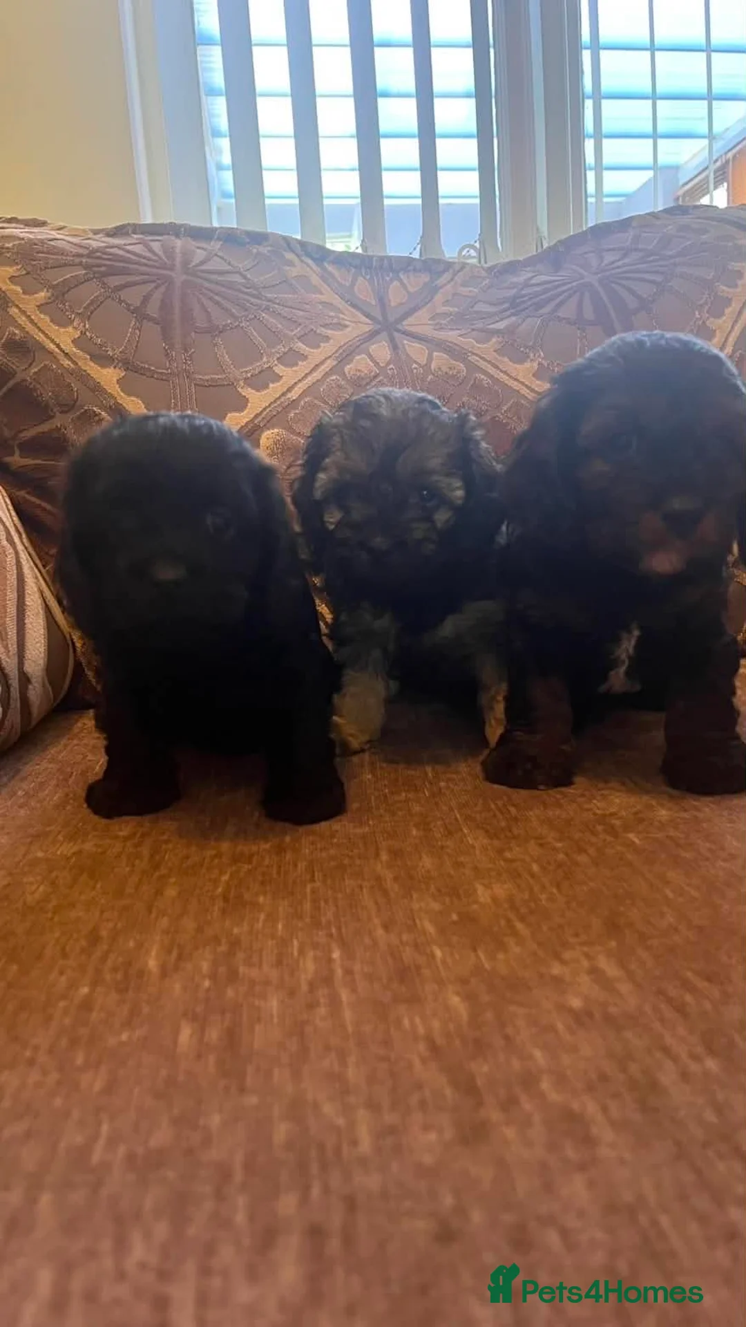 Cockapoo dogs for sale: Stunning American cockapoos in Wisbech - Advert 1