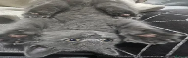 British Shorthair 1
