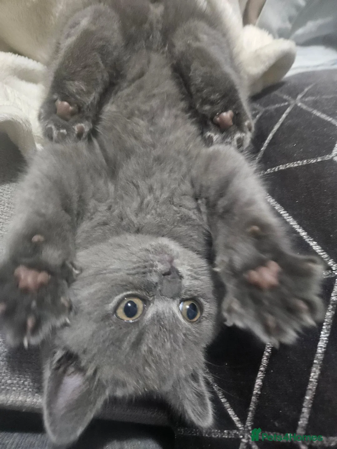 British Shorthair cats for sale: British short hair - Advert 2