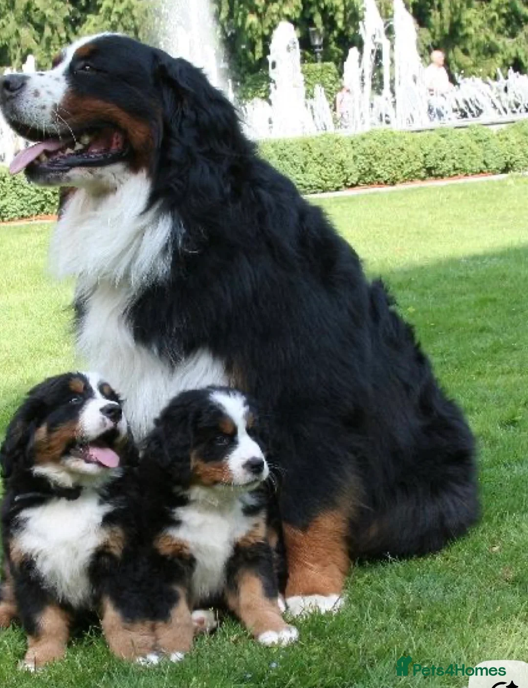 Bernese Mountain Dog dogs for sale: Stunning puppies ready for their forever homes in Hull - Advert 1