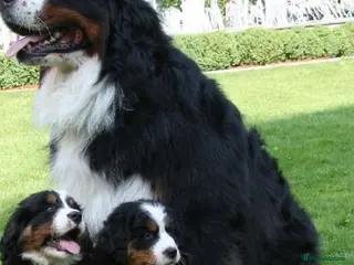 Bernese Mountain Dog dogs Stunning puppies ready for their forever homes - Advert 11