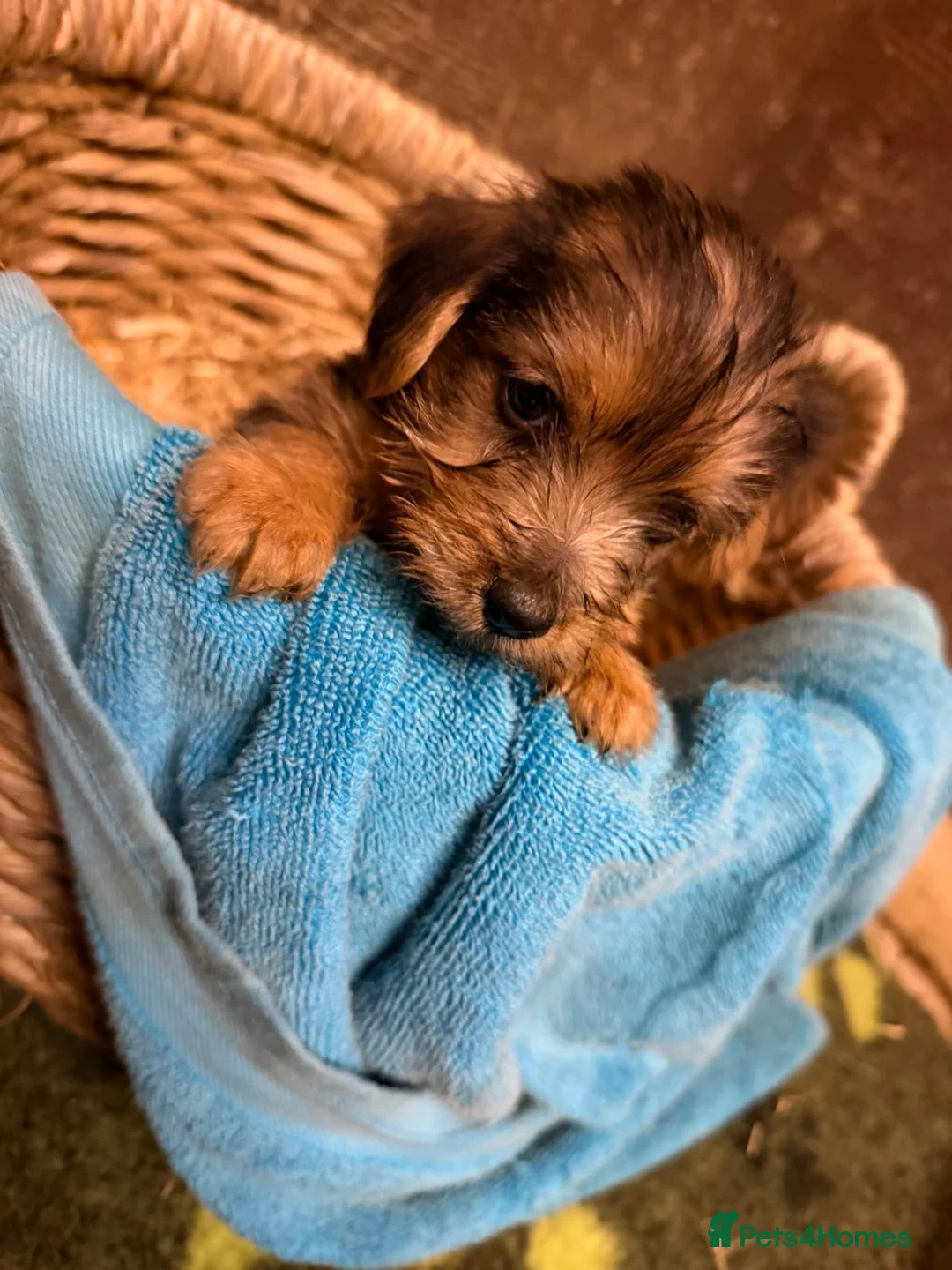 Mixed Breed dogs for sale: Norjaks in Maidstone - Advert 7