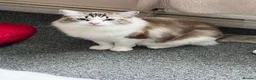 Ragdoll cats for sale: Ragdoll  - Advert 2