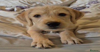 Labradoodle dogs - Advert 8