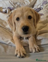 Labradoodle dogs - Advert 8