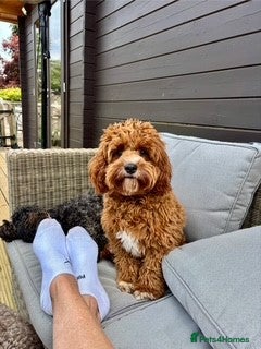 Cavapoo dogs PROVEN F1 Red Cavapoo stud-DNA Fully health tested - Advert 14