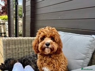 Cavapoo dogs - Advert 2