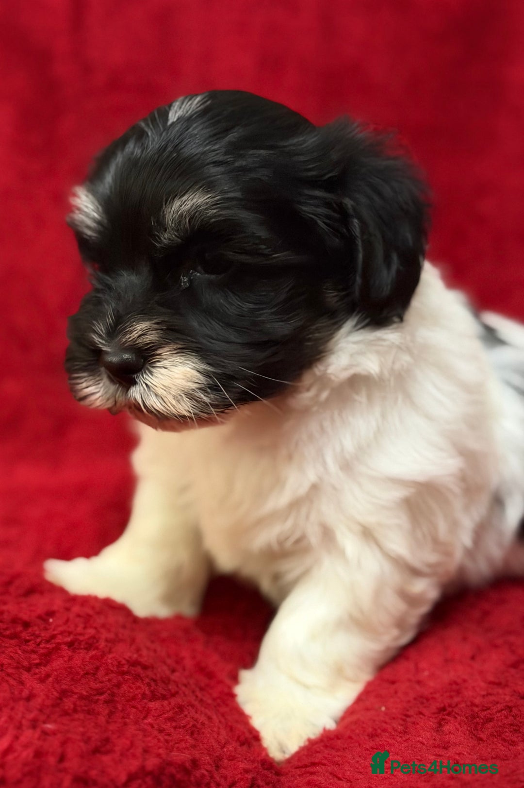 Havanese dogs for sale: Beautiful Havanese Puppies  - Image 16