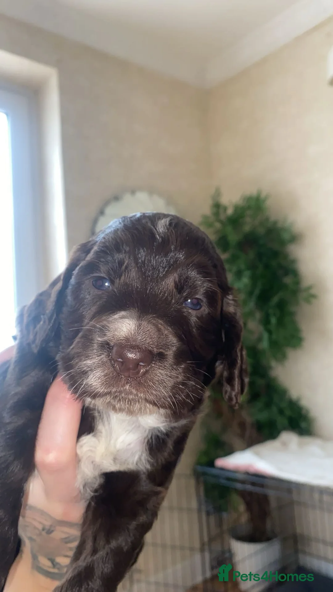 Sprocker dogs for sale: Sprocker spaniel 5 chocolate boys  - Advert 4
