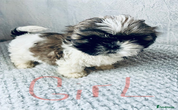 Shih Tzu dogs - Advert 7