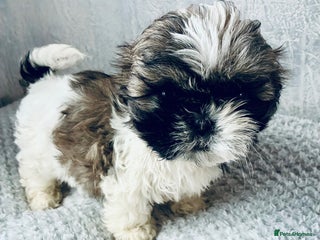 Shih Tzu dogs - Advert 7