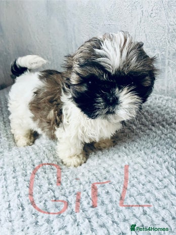 Shih Tzu dogs - Advert 2