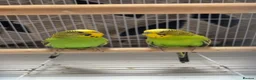 Budgerigars birds for sale: Budgies Pair  in Manchester - Advert 2