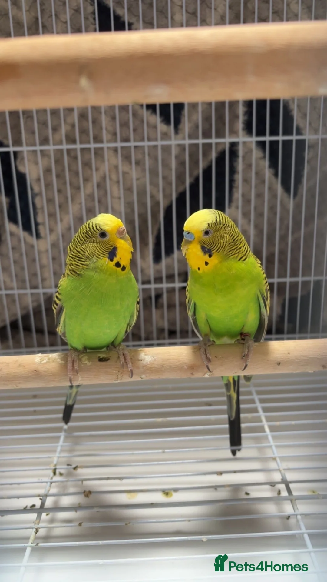 Budgerigars birds for sale: Budgies Pair  in Manchester - Advert 2