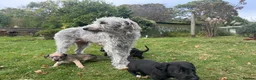 Mixed Breed dogs for sale: Bedlington Whippet Puppies 🐶🐾🐾 - Advert 11