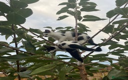 Domestic Shorthair cats for sale: 4 kittens for sale - Image 6