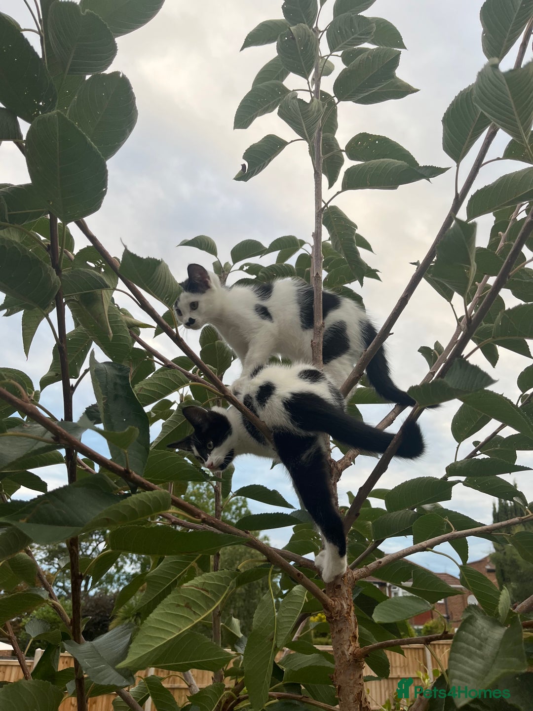Domestic Shorthair cats for sale: 4 kittens for sale - Image 6