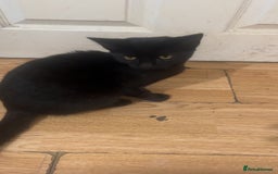British Shorthair cats for sale: Black kitten - Image 1