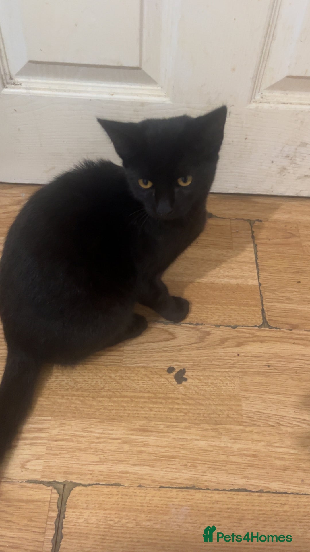 British Shorthair cats for sale: Black kitten - Image 1