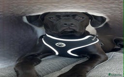 Mixed Breed dogs for sale: Beautiful cane corse/staff puppies - Image 1