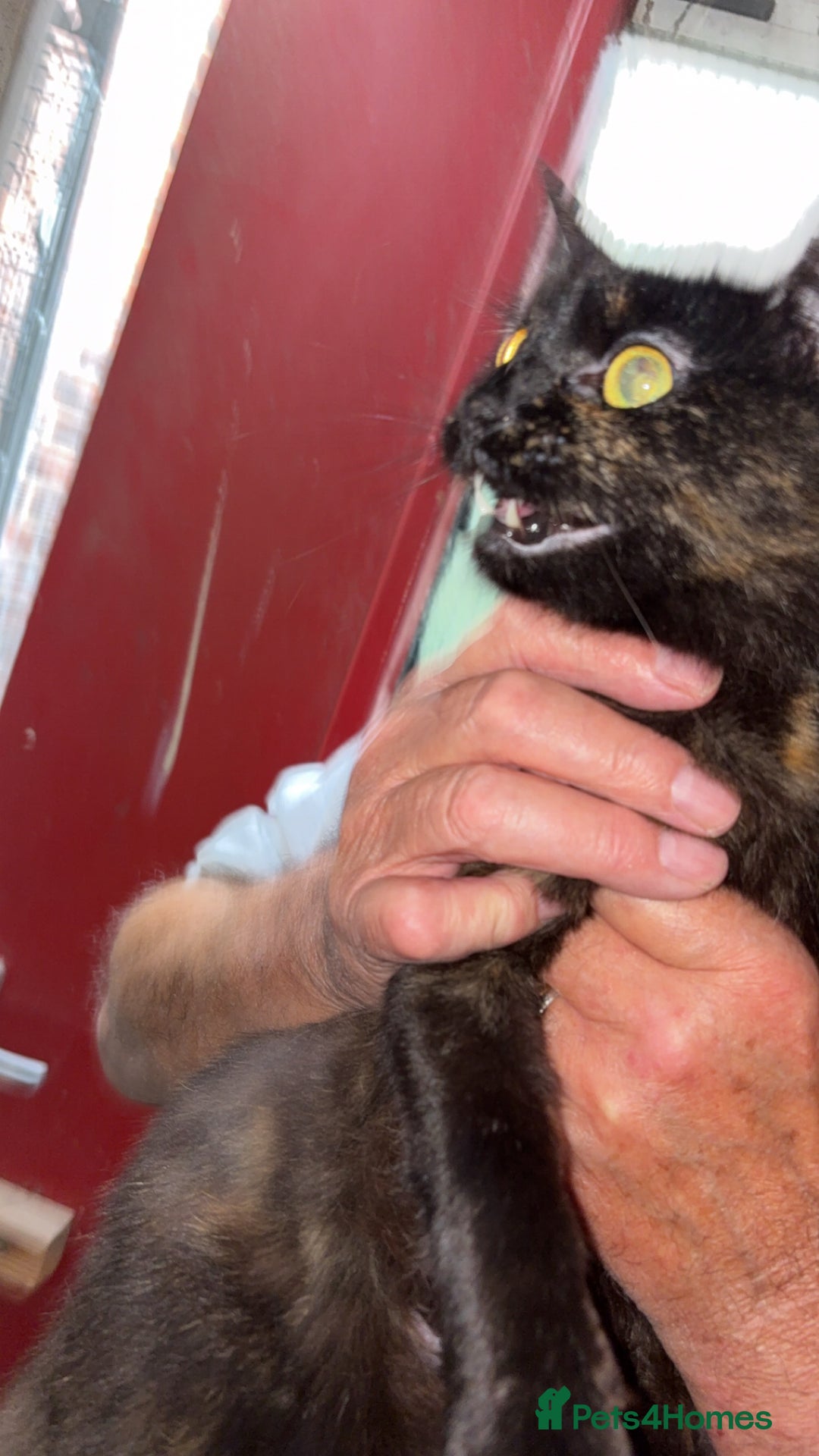 British Longhair cats for sale: Rescue kittens🧡 - Image 22