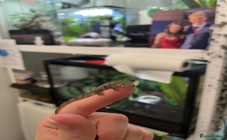 Gecko reptiles - Advert 3
