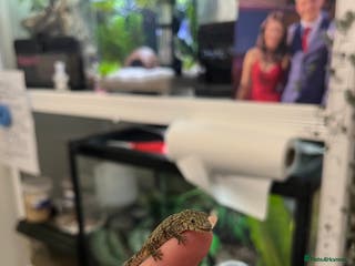 Gecko reptiles Eurydactylode babies for sale (chameleon geckos) - Advert 13