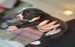 Mixed Breed dogs for sale: Rare breeding American x Bulldog x Cane Corso Pups - Image 21