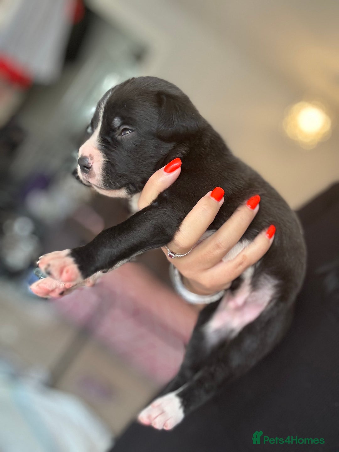 Mixed Breed dogs for sale: Rare breeding American x Bulldog x Cane Corso Pups - Image 21
