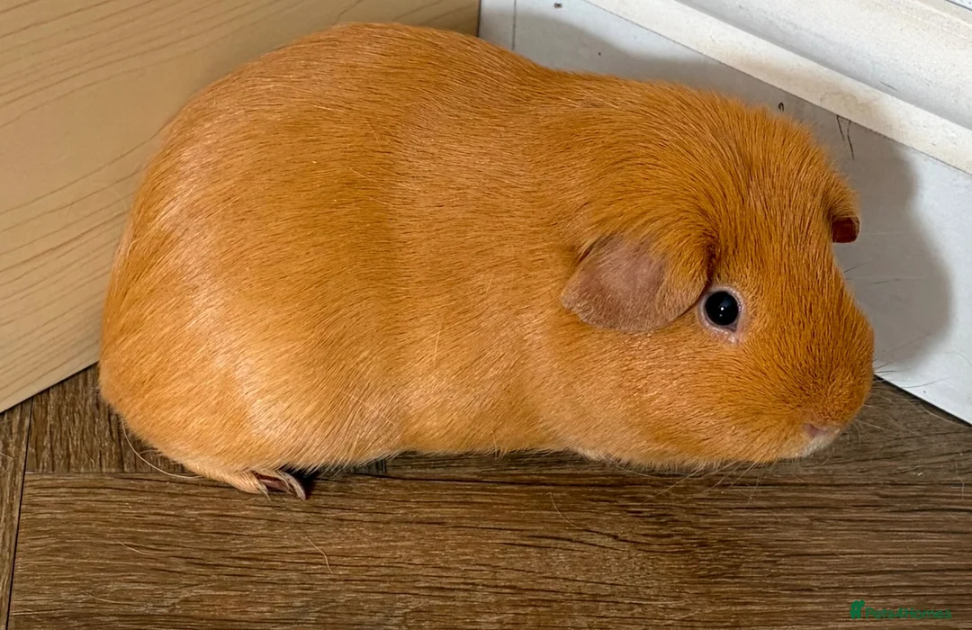 Guinea Pig rodents for sale: 2 x male guinea pigs  in Stourport-on-Severn - Advert 2