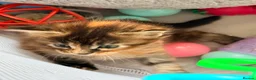 Maine Coon cats for sale: Rare Red Silver Maine Coon Kittens Available  in London - Advert 9