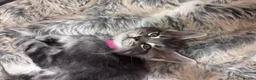 Maine Coon cats for sale: Pedigree Maine Coon kittens champion blood line - Advert 9
