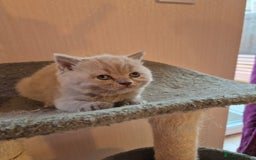 British Shorthair cats for sale: BSH kittens for new home  - Image 13
